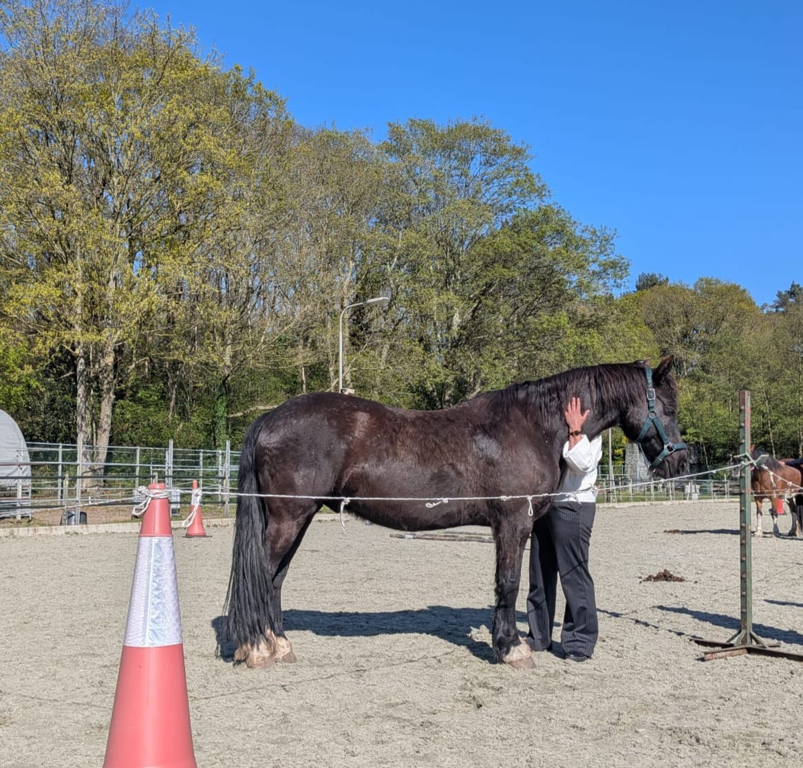Waarom paarden betekenisvolle spiegels zijn in persoonlijk leiderschap